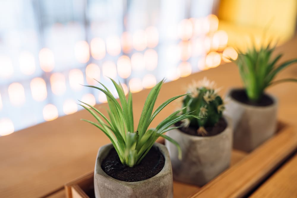 plante verte résistante